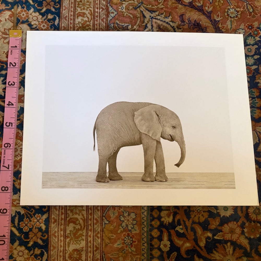 Two original prints by Sharon Montrose for The Animal Print Studio. 8.5 x 11 - Picture 8 of 12